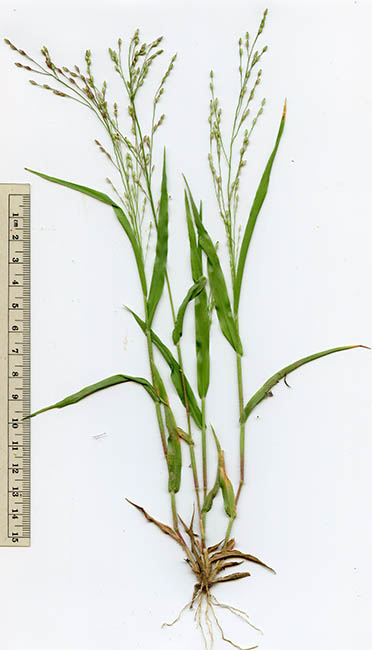  Panicum hirticaule var. hirticaule